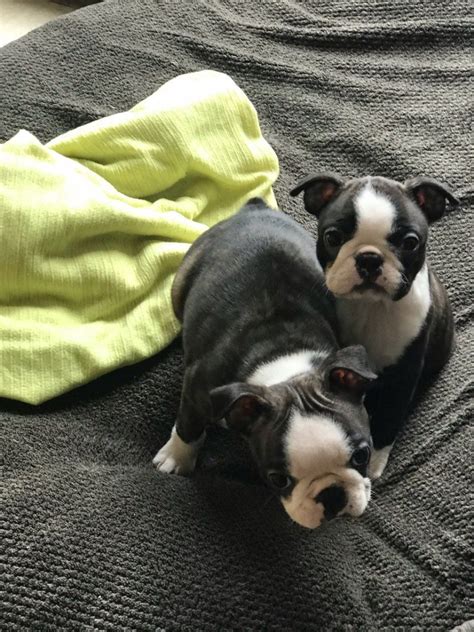 If you are looking for this and more in your next dog, then browse our boston terrier puppies for sale! Boston Terrier Puppies For Sale | Colorado Springs, CO #327514