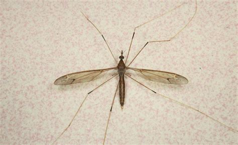 The Biggest Mosquito In The World