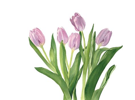 Watercolor Pink Tulips Painting By Inna Patiutko