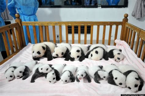 These 14 Panda Cubs Will Remind You Why The Iconic Bears Are Worth