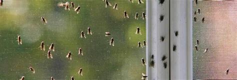 Find the best pest control company for you. How to Get Rid of Flies Indoors | Ehrlich Pest Control
