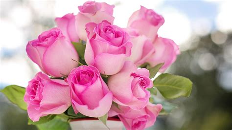 Closeup View Of Bunch Of Pink Roses With Leaves In Bokeh Background K