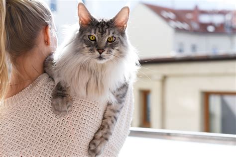 10 Cat Breeds That Are The Most Affectionate