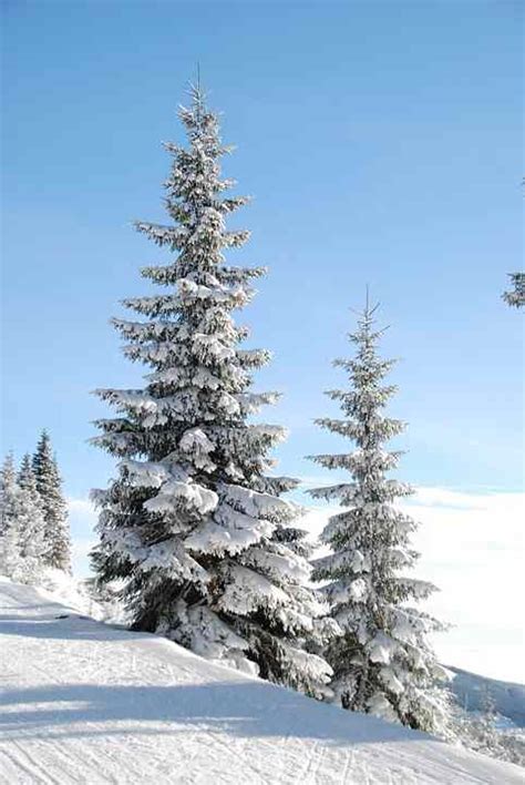 Beautiful Snow Capped Pine Trees Magickally