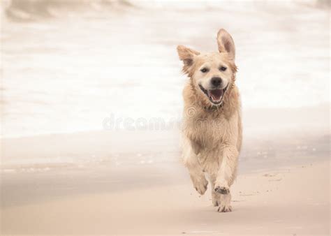 Perro Del Golden Retriever Que Corre A Lo Largo De La Playa Imagen De Archivo Imagen De Perro