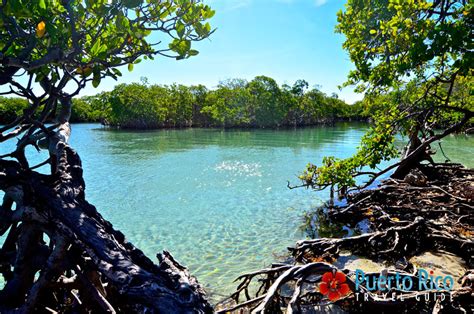 Giligans Island Puerto Rico Guanica 2023 Island Guide Ferry