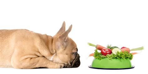 Our list of foods below are the best suggestions you will find on the market. 🦴 Best Dog Food for Puppies with Sensitive Stomachs 🦴 ...