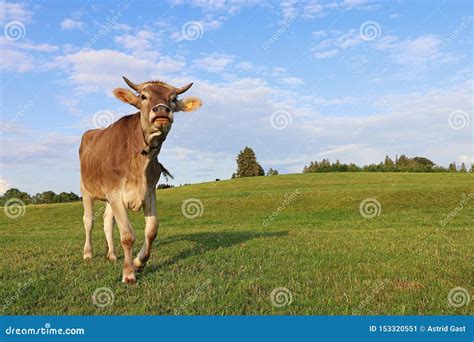 A Pretty Young Brown Dairy Cow With Horns And Bell On A Pasture In