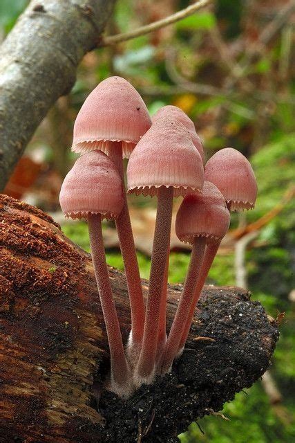 Pin On Mushrooms And Fungi