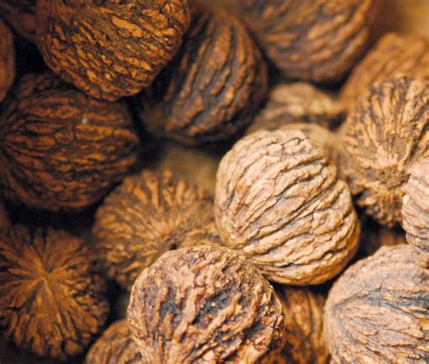 Nuts 101 Black Walnuts Edible Piedmont