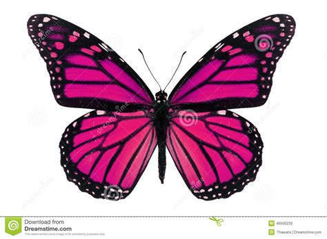 Pink Butterfly Stock Photo Image 46590233