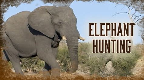 How To Hunt African Elephants 1 Youtube