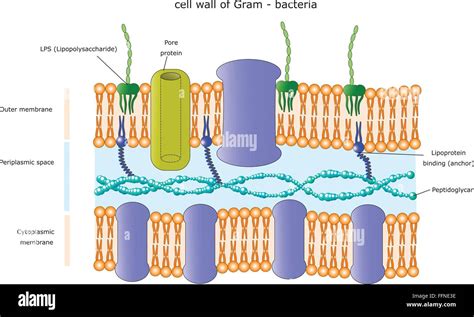 Structure Of The Cell Wall Of A Gram Negative Bacterium Stock Vector