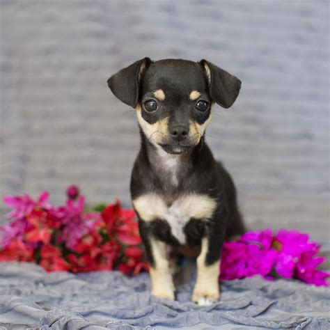 The Good And Not So Good Traits Of Chihuahua Terrier Mix Breeds