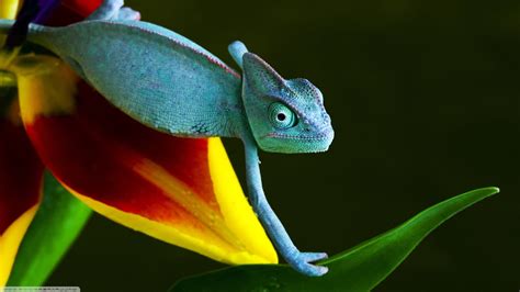 Animals Nature Reptile Wallpapers Hd Desktop And Mobile Backgrounds