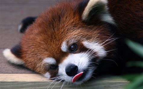 4545922 Red Panda Nature Animals Red Rare Gallery Hd Wallpapers