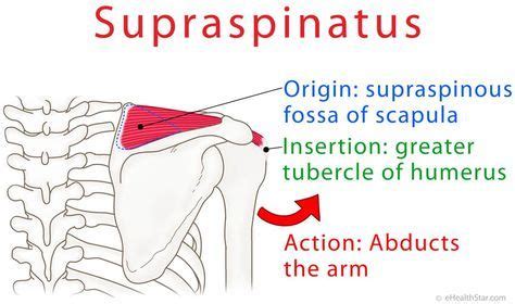 Supraspinatus Anatomy Origin Insertion Action On Ehealthstar