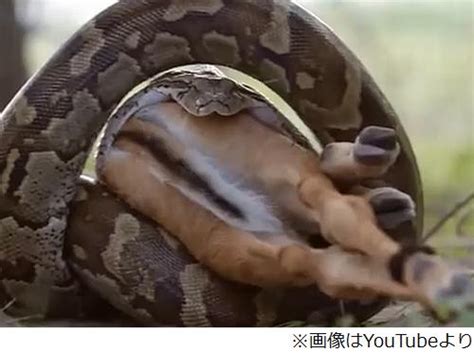 【画像】インパラ丸呑みするニシキヘビ、口に入れてから45分で最後の蹄まで。 ライブドアニュース