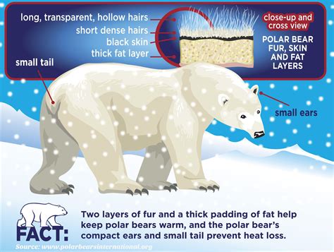 Pin By Ags Noida On Polar Bear Day Polar Bear Facts Animal Facts