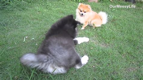 Pomeranian And Alaskan Malamute Puppy Play Time Youtube