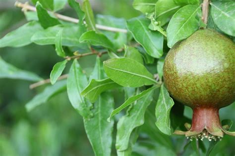 Pomegranate Fruit Tropics Free Photo On Pixabay