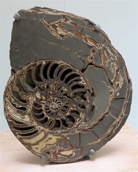 Louisville Fossils And Beyond Asteroceras Stellare Ammonite Fossil