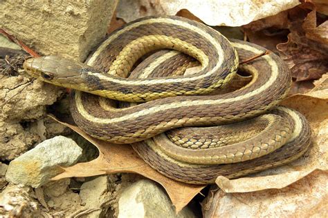 Garter snakes, also known as garden snakes or gardner snakes, are common across north america from canada to florida. Garter Snake | Friends of the Lost Coast