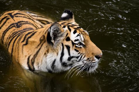 Tiger Hd Wallpaper Background Image 2048x1365 Id775122