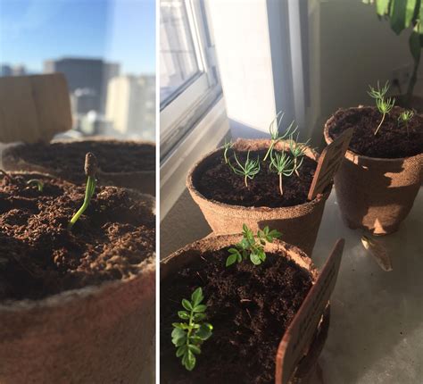 Baby bonsai trees growing from seeds (2 months) : Plant_Progress