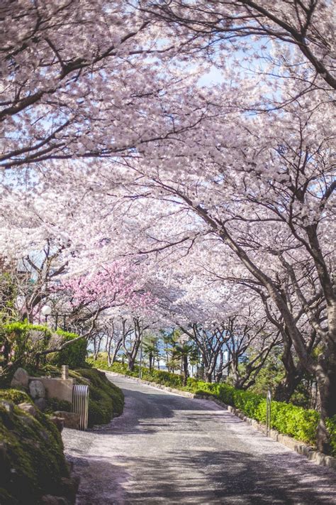 The windiest of all days will be thursday 29th april as. Springtime in Geoje - Living in Another Language