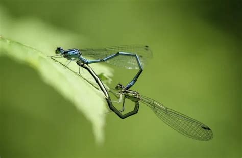Do Dragonflies Need Carbon Biobubblepets