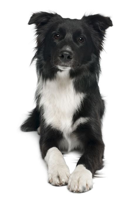 Sitting border collie puppy dog looking into the camera isolated on a white background Cute Dogs: Cute Border collie dogs