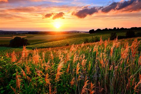 Scenery Sunrises And Sunsets Fields Sky Clouds Sun Nature