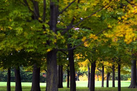 Ontario Cancels Program That Aimed To Plant 50 Million Trees The