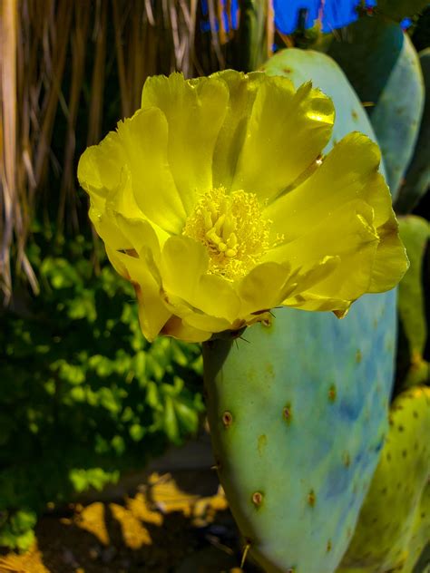 Yellow Cactus Flower Free Stock Photo Public Domain Pictures