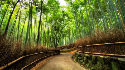 Kyoto Forest Wallpapers On Wallpaperdog