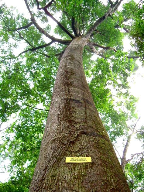 Bagian Bagian Pokok Pada Tumbuhan 2 Pengetahuan Umum