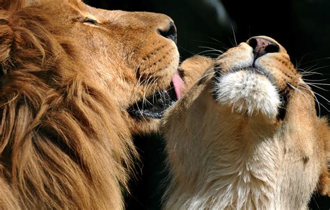 Wallpaper Love Kiss Leo Lions Lioness Images For Desktop Section