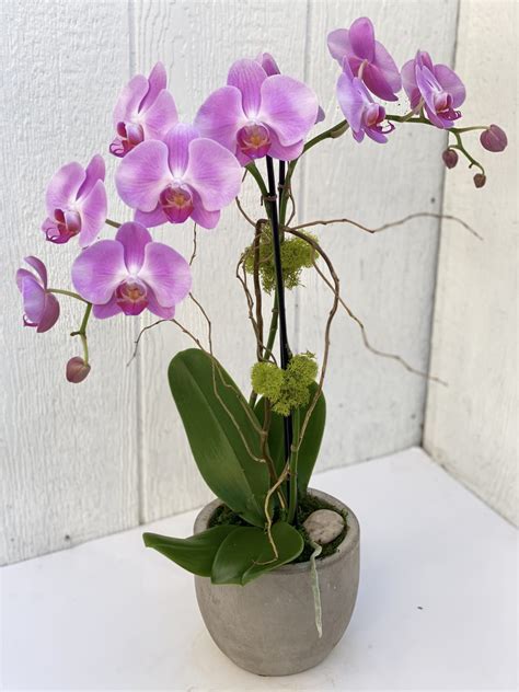 Double Stem Orchid In Color By Polk Street Florist