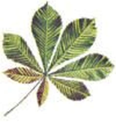 Maybe you would like to learn more about one of these? How to Identify Deciduous Trees by Their Leaves ...