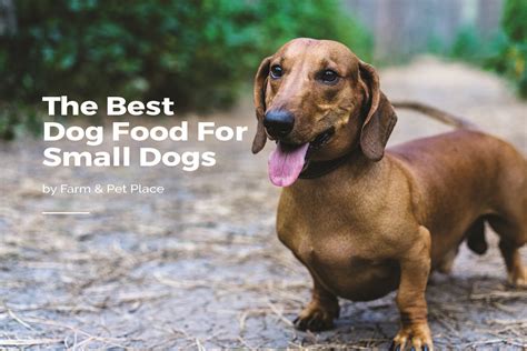 Here's everything you should look for when it's time to feed your new furry friend. Best Dog Food for Small Dogs | Small Breed Dog Food