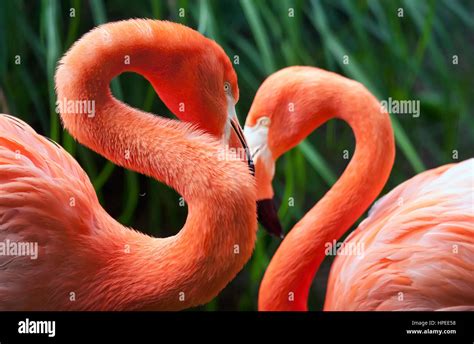 Two Flamingos Hi Res Stock Photography And Images Alamy