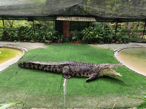 All You Need To Know About Visiting Crocodile Adventureland Langkawi