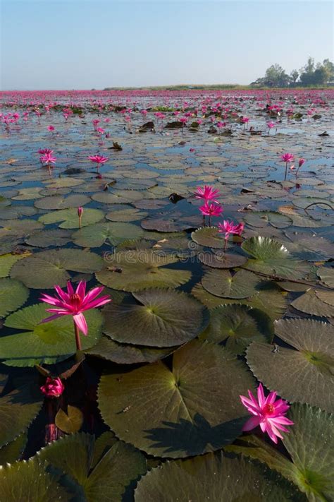 The Sea Of Red Lotus At Nong Han Lake National Park Udon Thani Stock