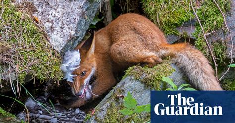 Wildlife Photographer Of The Year 2020 Winners In Pictures Art And
