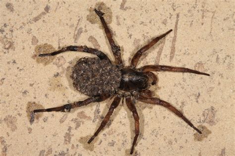 We did not find results for: JaredDavidsonPhotography: Wolf Spider with babies