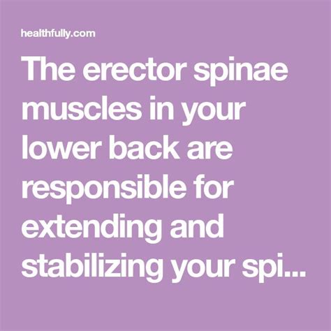 The Erector Spinae Muscles In Your Lower Back Are Responsible For