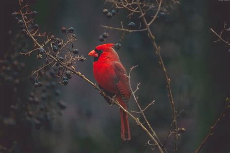 Free Download Hd Wallpaper Cardinal Bird 4k Red Bird Wallpaper