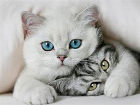 Pharma Pets Wau: ¿Cómo elegir un gato?