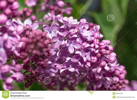 Lilac Selective Focus Stock Photo Image Of Bright Lilac 55507726